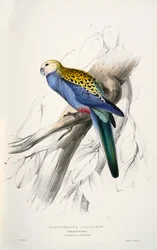 Platycercus